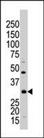 PAB2808 - STK16