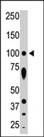 PAB2810 - STK31