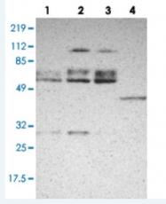 PAB28398 - DGCR14 / DGCR13