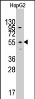 PAB2871 - Cytosol aminopeptidase