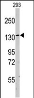 PAB2886 - LARS