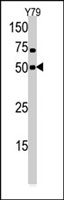 PAB2924 - CLK1