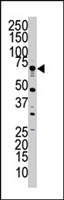 PAB2943 - STK23