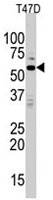 PAB2954 - MAPK15