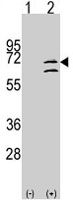 PAB2954 - MAPK15