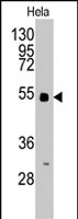 PAB2963 - BBS4