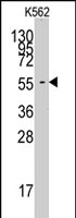 PAB2966 - FARSA