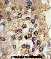 PAB2981 - CLOCK
