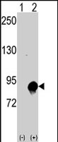 PAB2988 - Cullin-4A
