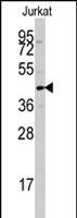 PAB2995 - PTPN7 / HEPTP