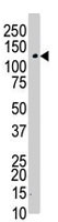 PAB3000 - CD115