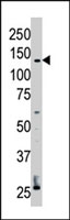 PAB3038 - ERBB4 / HER4