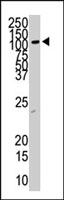 PAB3048 - CD135 / FLT3