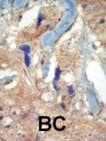 PAB3048 - CD135 / FLT3