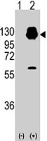 PAB3080 - Cadherin-13
