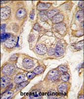 PAB3081 - Cadherin-13