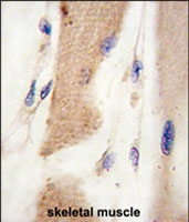 PAB3082 - Cadherin-15