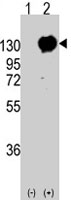 PAB3082 - Cadherin-15