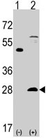 PAB3099 - PSMA5