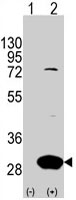 PAB3125 - Latexin