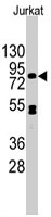PAB3136 - Cadherin-12