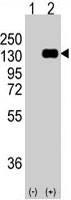 PAB3140 - CD324 / Cadherin-1