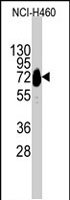 PAB3147 - Cadherin-10