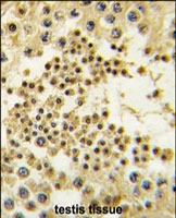PAB3154 - LIN28B