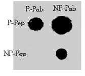 PAB3187 - TNIK