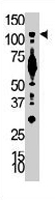 PAB3213 - PIK3CB / PIK3C1