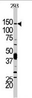 PAB3215 - PIK3CD
