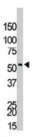 PAB3223 - PIK3R3