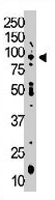 PAB3286 - NEK4