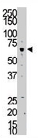 PAB3306 - PAPSS2