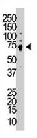 PAB3321 - WEE1 / Wee1-like protein kinase