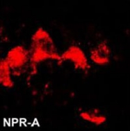 PAB3327 - NPR1 / ANPRA
