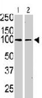 PAB3359 - CD117 / c-kit