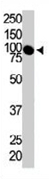 PAB3360 - CD117 / c-kit