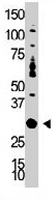PAB3410 - DOK5