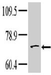 PAB3441 - TNK1