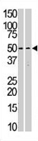 PAB3449 - STK38L