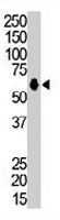 PAB3483 - Kinase suppressor of Ras 1