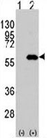 PAB3534 - CD4