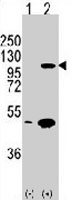 PAB3539 - Cadherin-3