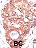 PAB3542 - CD282 / TLR2