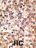 PAB3544 - CD282 / TLR2