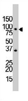 PAB3549 - CD284 / TLR4