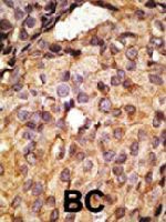 PAB3555 - CD286 / TLR6