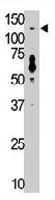 PAB3557 - TLR7