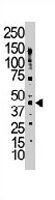 PAB3581 - GJA1 / Cx43